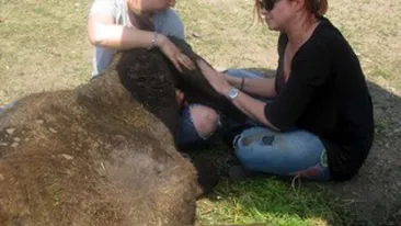 Cristina Topescu, alaturi de caii muribunzi adusi din Padurea Letea