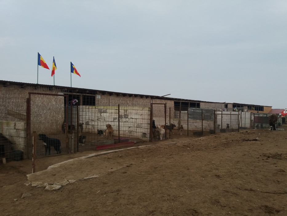 La adăpostul din Dolj se află 600 de câini, dar și 100 de cai și măgăruși
