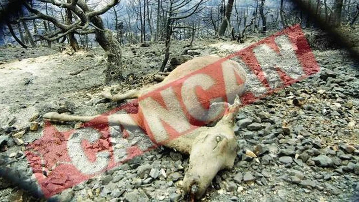 Lumea lovita de incendii si furtuni