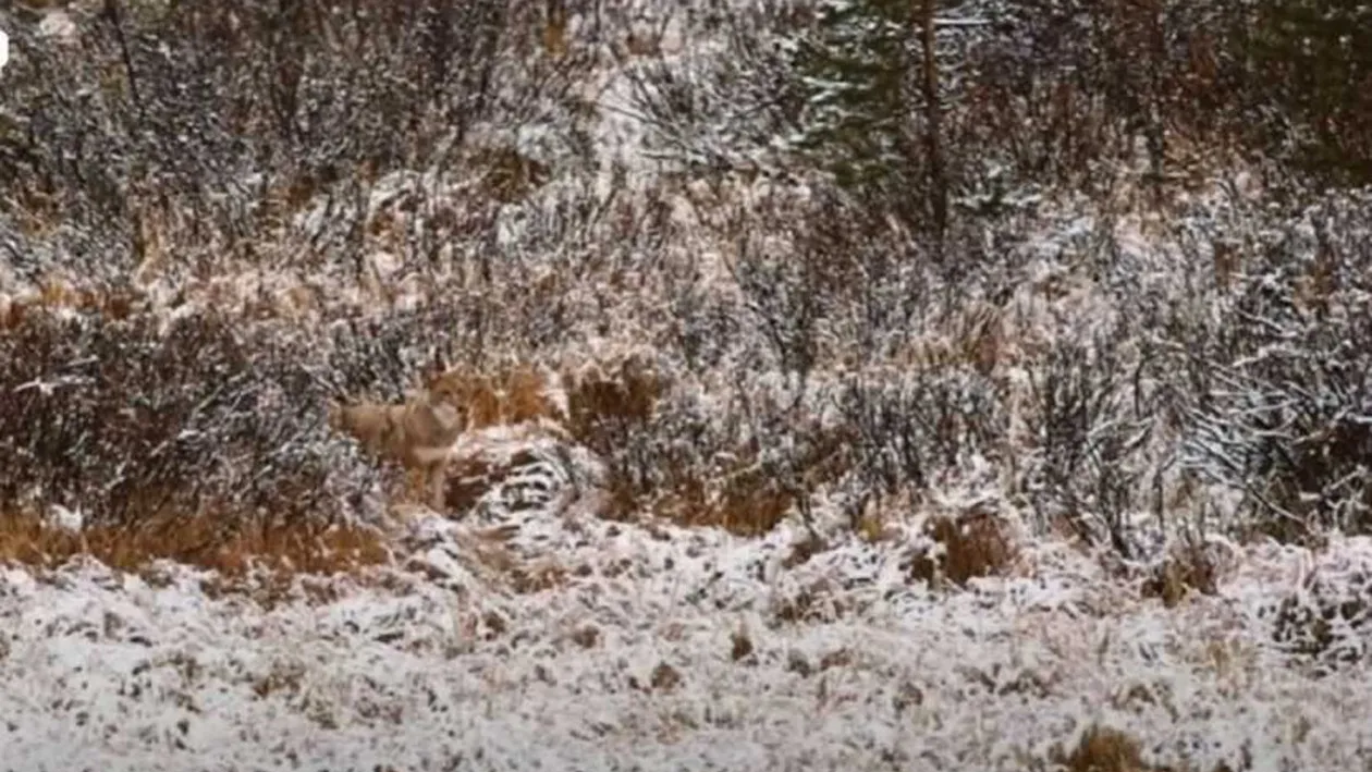 Iluzie optică pentru IQ 140+ | Găsește lupul din această fotografie, în cel mult 18 secunde!