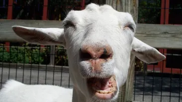 Anunţul ilar postat de un vasluian: „Vând capră virgină!”