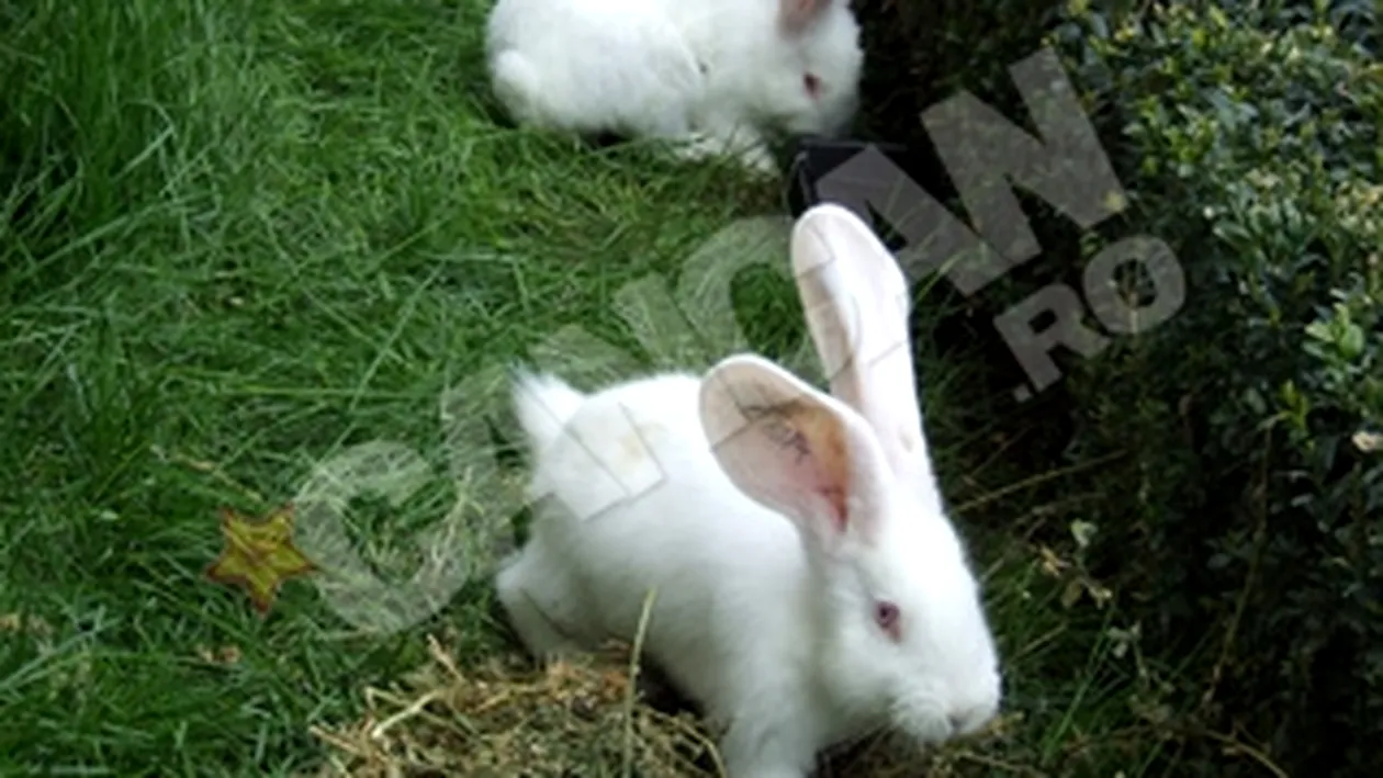 Imagine inedita in orasul de la malul marii! Zeci de iepuri alearga in fata Prefecturii Constanta