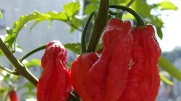 Armata indiana va folosi ardei iuti pentru combaterea terorismului!