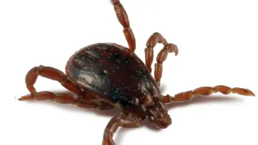 Cum se extrage corect căpuşa din piele. Ce trebuie să știi Boala Lyme, complicația periculoasă pe care o o poți face
