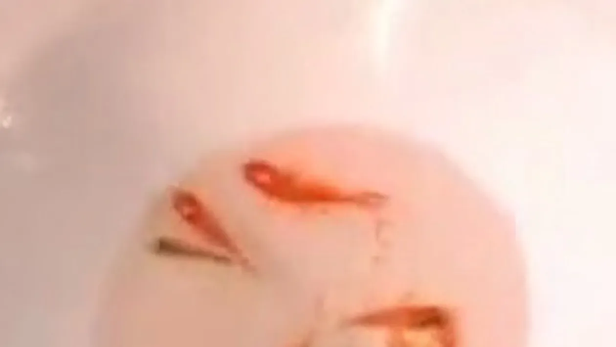 VIDEO Absolut ireal! Un tocilar se da smecher la o petrecere - Inghite peste 40 de pestisorii aurii dintr-o inghititura si la final ragaie - Singura dorinta pe care si-a pus-o a fost sa scape viu