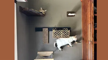 TEST IQ | Dintre cele 3 pisici, două sunt vizibile, dar una este bine ascunsă. O puteți găsi?