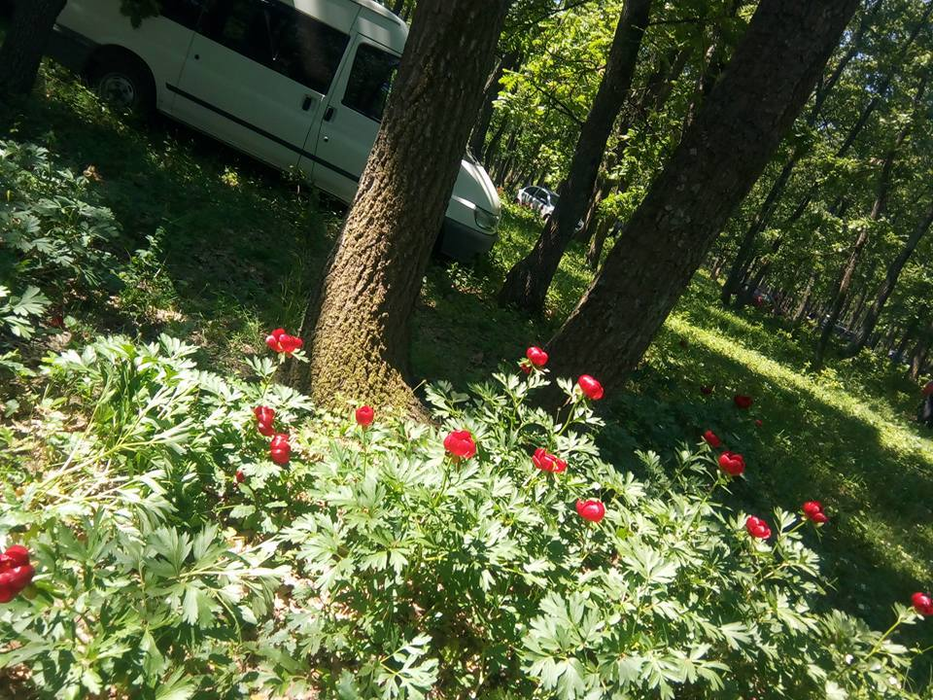 Cine rupe chiar și un singur bujor riscă să plătească 12.000 de lei