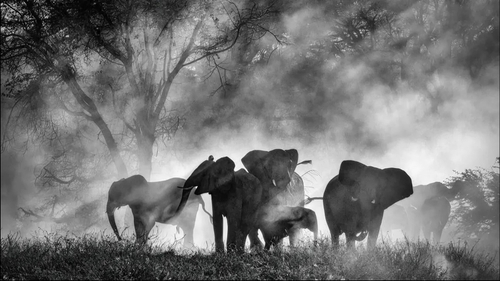 Misterul elefanților „fantomă" din Africa! După decenii de legende, au fost în sfârșit găsiți