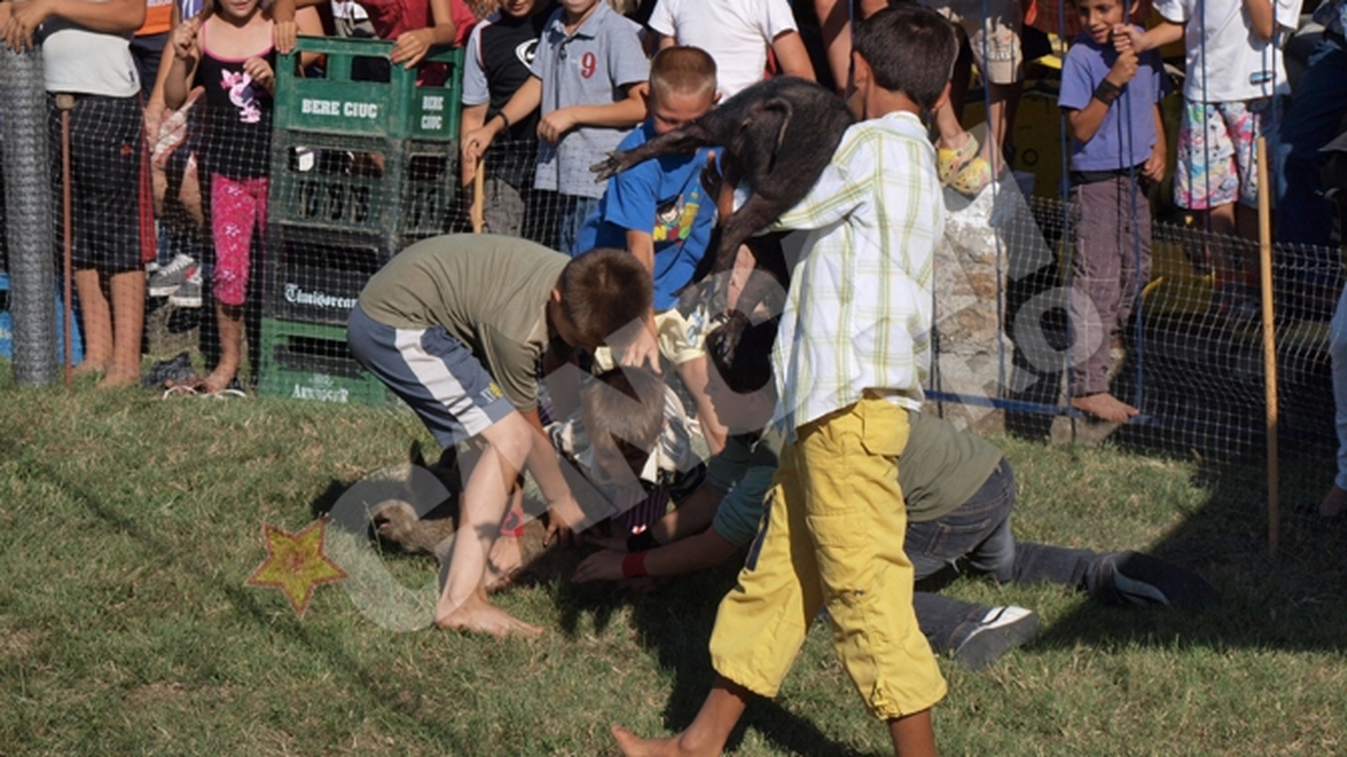 Concurs inedit in Arad: Purcei "vanati" de copii la Pecica