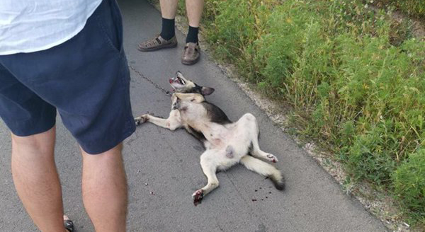 Imagini sfâșietoare! Un preot din Moldova a legat un câine de mașină și l-a târât pe șosea