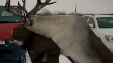 A calarit-o renul in parcare