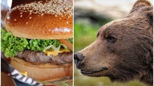 Nu e o glumă! Cât costă un burger de urs, de 450 de grame, în Brașov