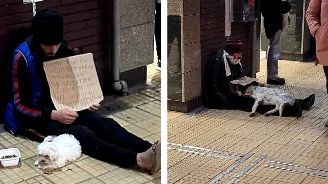 Cum sunt exploatați câinii în București tot mai des și Poliția Română nu face nimic: „Conform legii, el abuzează animale”