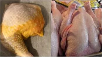 Adevărul despre puii galbeni din comerț. Sunt sau nu vopsiți?