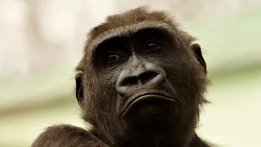 O boală rară extrem de infecțioasă amenință din nou! Variola ”maimuței” a creat panică printre medici!