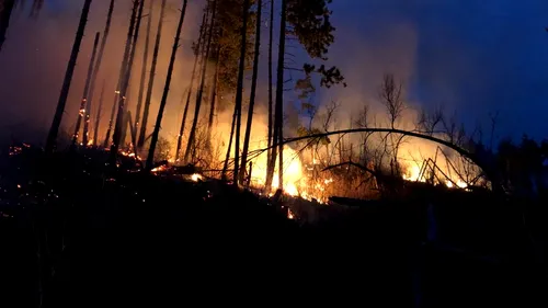 VIDEO. Alertă în Dâmbovița. O pădure de pin din Pietroșița a luat foc