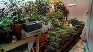 VIDEO. Un dâmbovițean cultiva cannabis în sera de acasă. Panourile solare l-au dat de gol, după doi ani