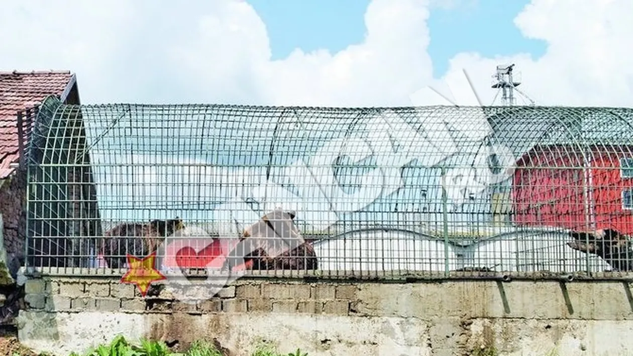 Doua animale au stat timp de zece ani intr-o cusca de 40 de metri patrati. Ursi captivi in curtea unei fabrici de paine