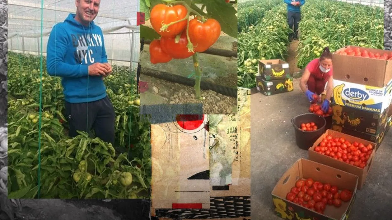 Oltenii au scos primele roșii românești pe piață. Cât costă un kilogram de trufandale