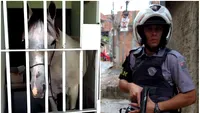 Cel mai ridicol arest făcut vreodată! Poliţiştii au băgat după gratii un cal. Ce făcuse atât de teribil animalul