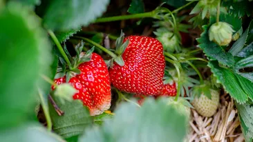 Cât costă un kilogram de căpșuni românești. Puțini români și le vor mai putea permite