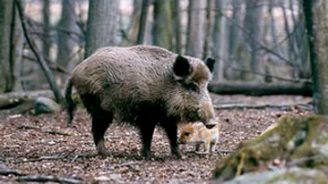 Cinci persoane din Suceava, diagnosticate cu trichineloza dupa ce au mancat preparate din mistret