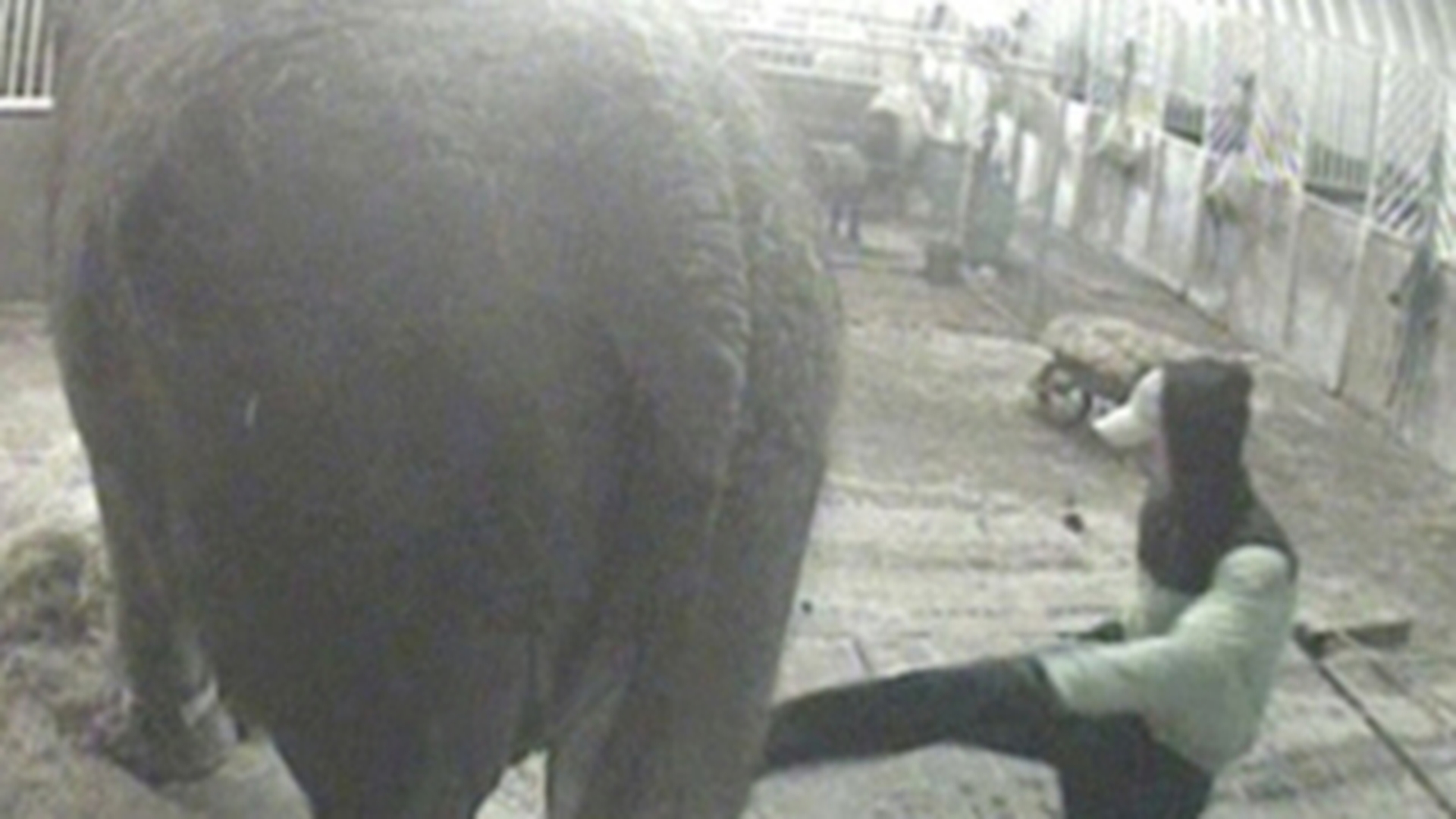Cel mai batran elefant din Marea Britanie, batut si injunghiat de un roman!