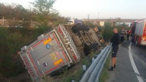 Un tir încărcat cu sute de porci s-a răsturnat pe A1. Animalele au rămas captive după impact | VIDEO
