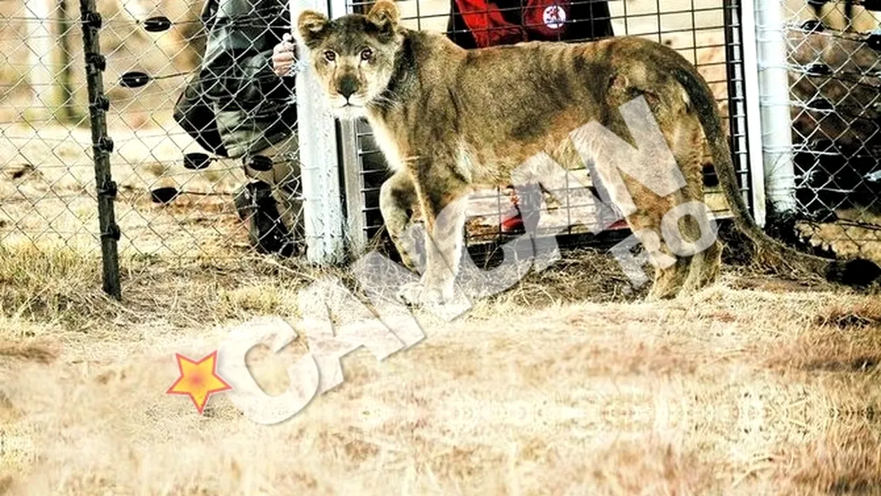 Simpaticele leoaice din Timisoara i-au ingrijorat la inceput pe medici cu ragetele lor. Andy, adoptata de o familie de lei in Africa!
