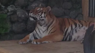 Animalele lui Nutu Camataru nu mai sunt vedete la Zoo Ploiesti. Vezi cine le-a luat locul!