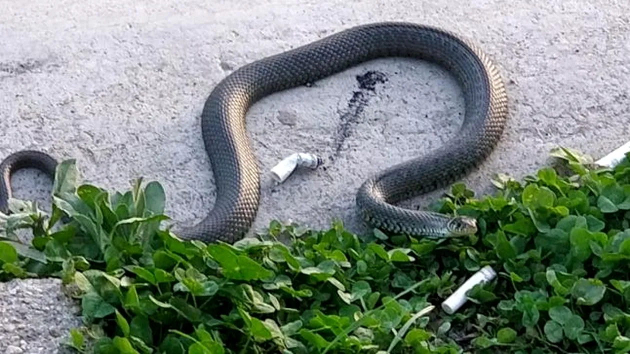 Un șarpe de 1 metru a băgat în spaimă bucureștenii în Parcul Cișmigiu!