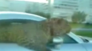 VIDEO Gore din Cluj ar fi putut lua lectii de aici! Un arab interlop isi plimba tigrul intr-o masina de sute de mii de euro!