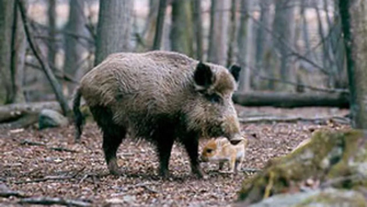 Cinci persoane din Suceava, diagnosticate cu trichineloza dupa ce au mancat preparate din mistret
