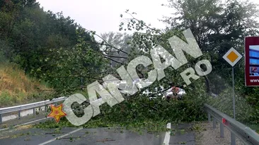 Copaci rupti, drumuri blocate! Prapad in Turnu Severin dupa o furtuna de numai cinci minute