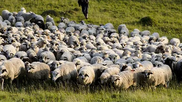 Caz şocant la Suceava! Zeci de animale au fost găsite decedate, cu spume la gură şi carnea albastră