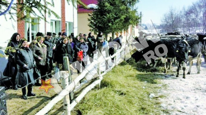 Cadou patruped oferit de Ziua Femeii in judetul Cluj! Vacute irlandeze pentru satencele harnice din Rasca