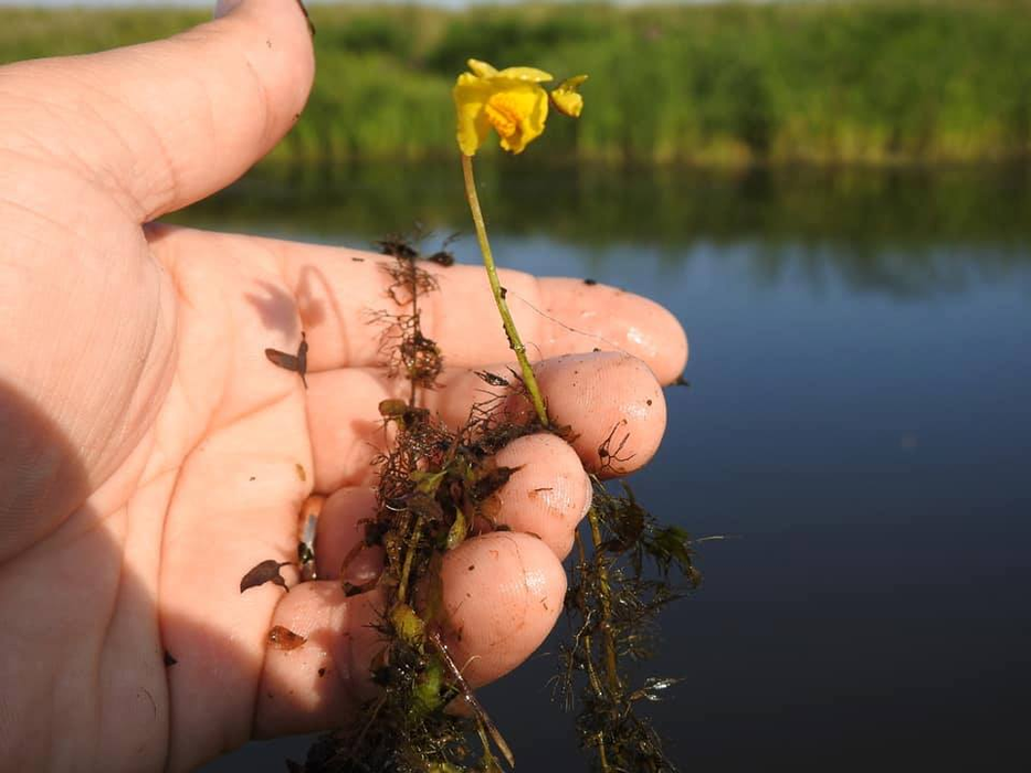 Descoperirea lui Adrian i-a luat prin surprindere pe biologii cu diplomă