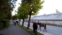 O vacă a mâncat scena Naşterii Domnului, amplasată pentru Crăciun de Primăria municipiului Moreni