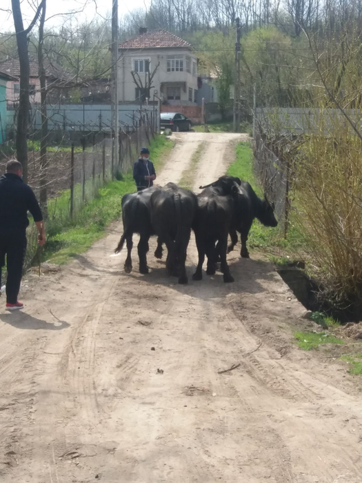Din aproximativ 300 de animale, au mai rămas 15