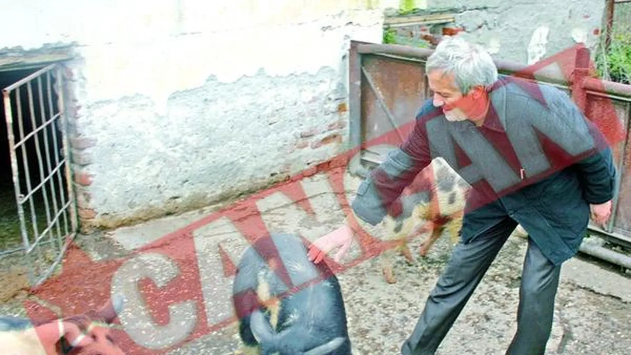 Creste porci la Scoala