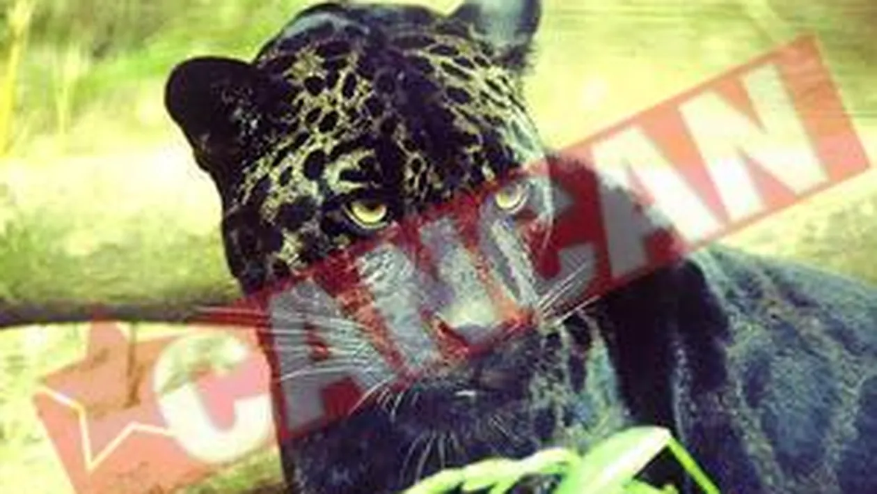 Jaguarul Bety va completa colectia Muzeului Antipa