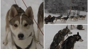 Cât costă plimbarea cu sania trasă de câini husky. Locul din România unde turiștii se simt ca-n Laponia