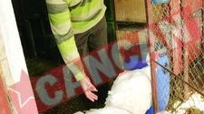Curcani uriasi pentru masa de Revelion