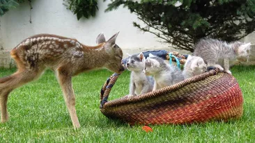 Povestea capriorului care a emotionat mii de romani pe Facebook! Se ratacise prin padure!