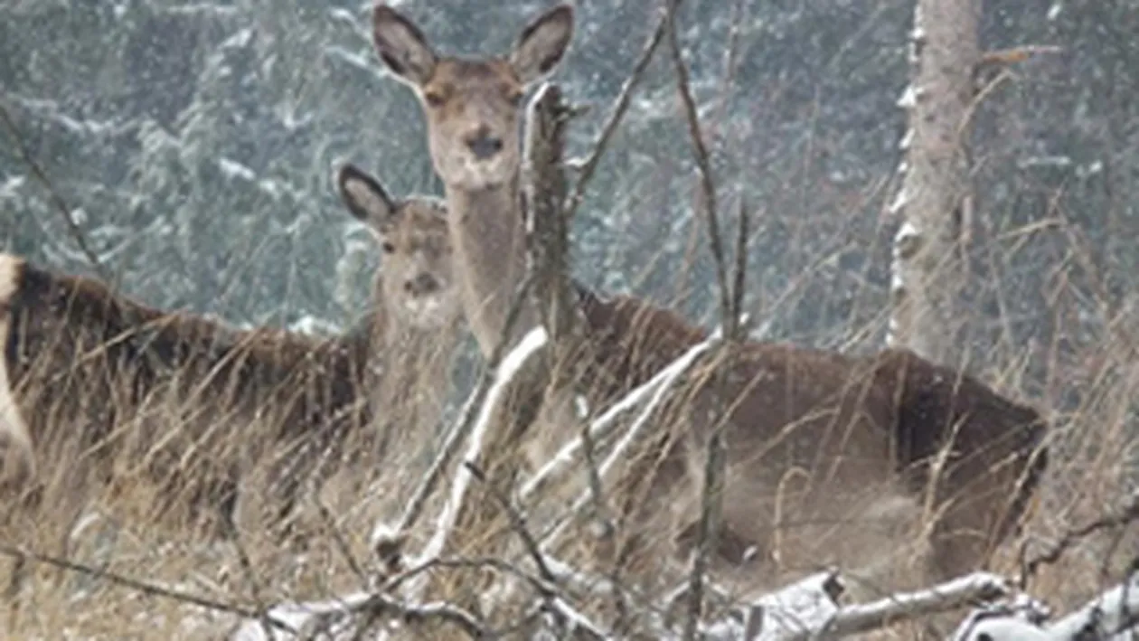 Alte 20 de caprioare moarte au mai fost gasite pe terenul societati comerciale din Arad!