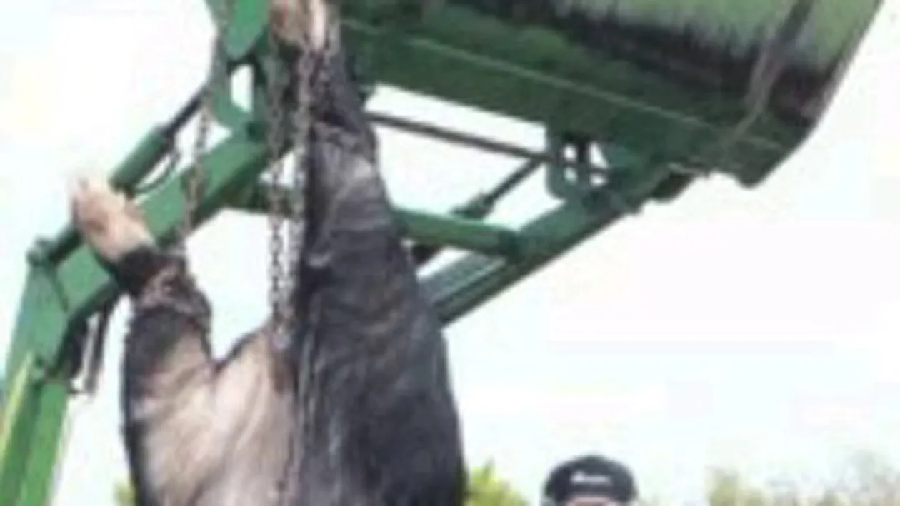 Ati vrea un astfel de porc de Ignat?