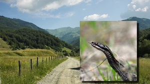 Pericolul care se ascunde în munți. Un turist a ajuns la spital, după ce a fost mușcat de o viperă. Cele 6 reguli pe care să le respecți când te afli într-o astfel de situație