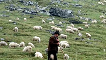 Un hot de oi a fost omorat in bataie de ciobani!