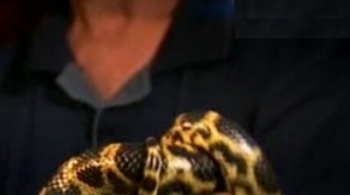 VIDEO Ca-n filme! S-a dus cu un sarpe anaconda sa-l ameninte pe cel care avea sa-i dea bani