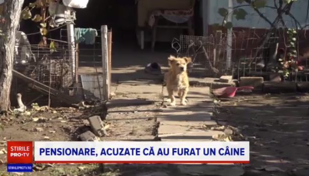 catel rapit